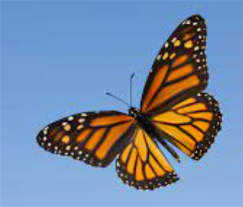 butterfly